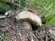 batch_IMG_2205
