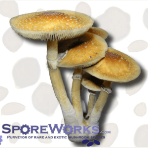 goldenteacher